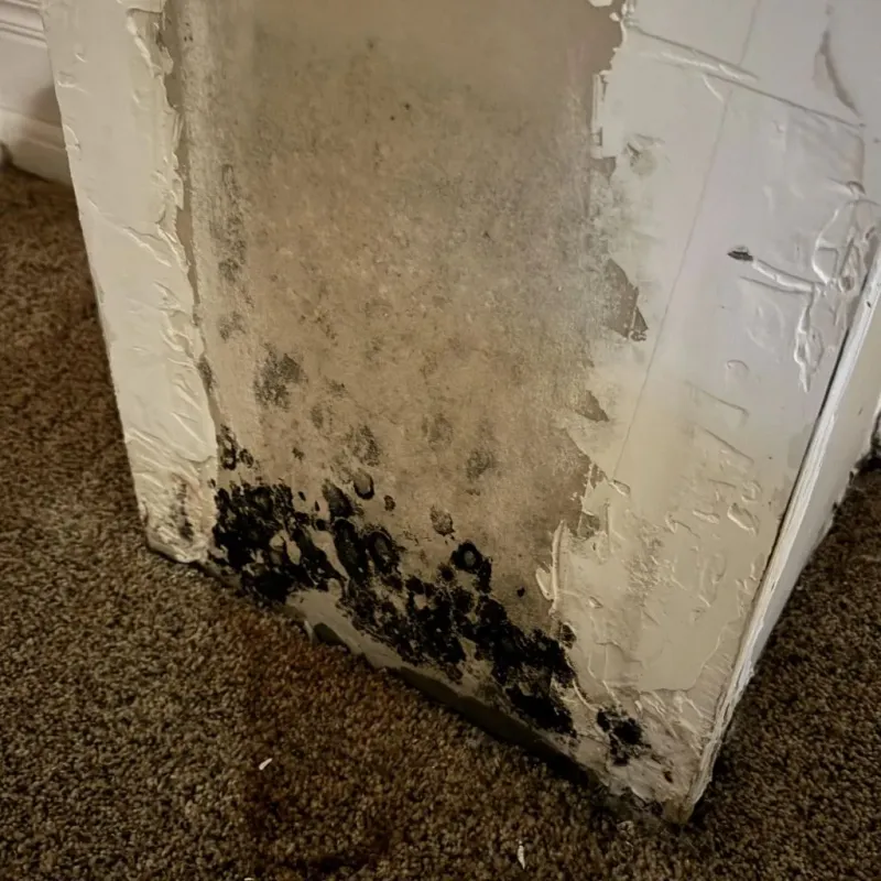 Professional Mold Removal in Somerset County, ME